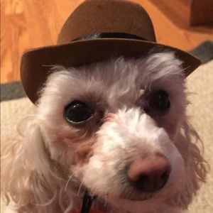 Meet your Posher, Shelbi